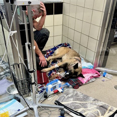 After the tragic loss of Deputy Jesus Vargas, USMS TK9 Rocky found the suspect and was shot twice in the neck. Rocky underwent surgery and is recovering. We send prayers to the Vargas family and thank everyone for their well wishes for Rocky and his handler!

#USMarshals