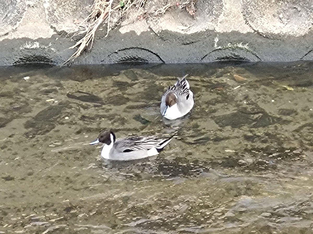 iuaaio's tweet photo. 色んな鴨🦆 https://t.co/v9HkGDIAQ7