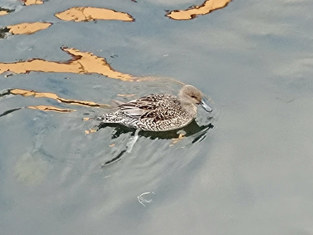 iuaaio's tweet photo. 色んな鴨🦆 https://t.co/v9HkGDIAQ7