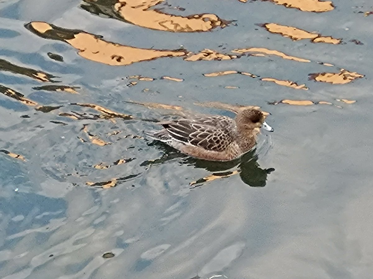 iuaaio's tweet photo. 色んな鴨🦆 https://t.co/v9HkGDIAQ7