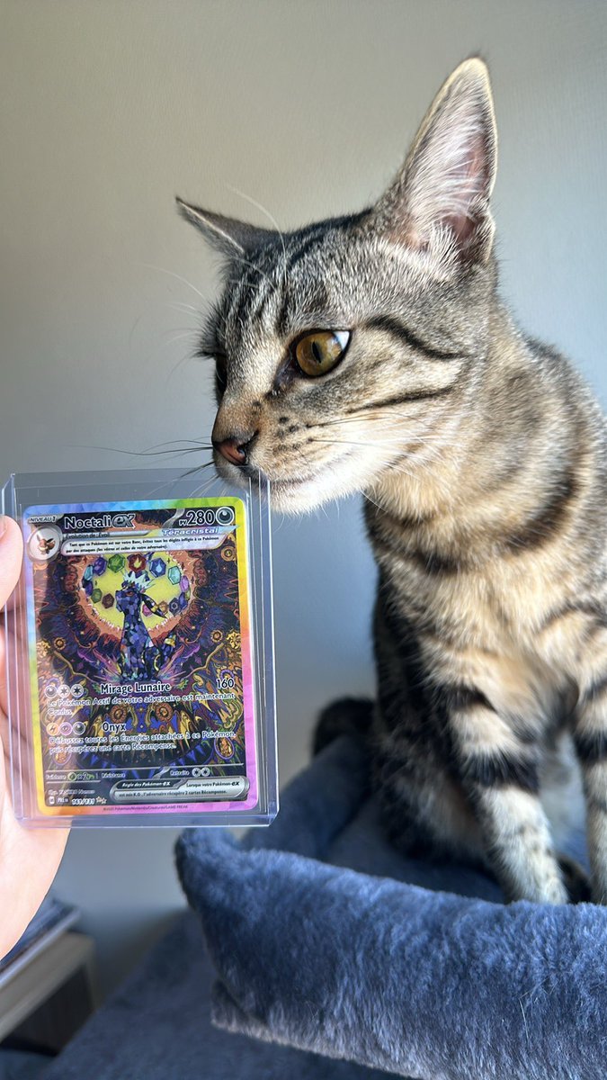 Lanfiros's tweet photo. Mon chat valide Évolutions Prismatiques 🤝 https://t.co/xoaC6UOAOl