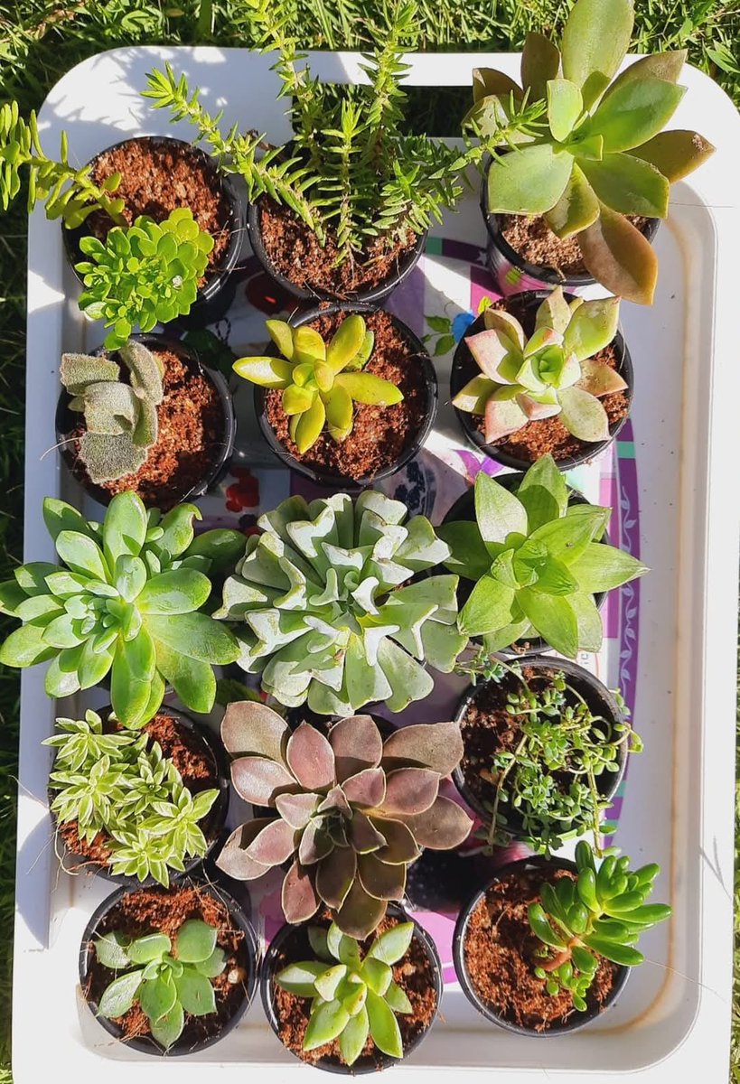 vagaalk's tweet photo. 📷 Add Greenery to Your Space! Potted Succulent Plants (15pcs) Now Available in Welimada – Shop Now on https://t.co/QQXQ6egBGx
https://t.co/mBonyg6idk
#succulentplants #indoorplants #Welimada #plants #vagaalk #homedecor #lowmaintenanceplants https://t.co/5TZD5UUJ3K