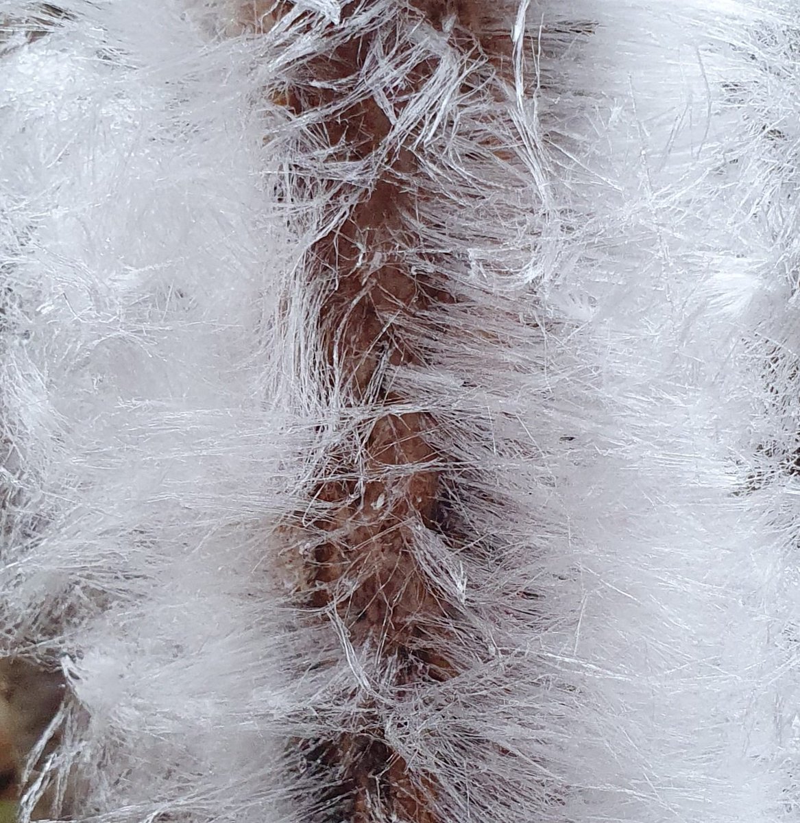 Natuurzorg_'s tweet photo. De baard van Koning Winter of ijshaar op de #Oostereng. Het is een zeldzaam natuurverschijnsel waarbij ragfijne ijsdraden groeien op nat, dood hout van loofbomen zoals eik en beuk. Het ontstaat door schimmelactiviteit bij lichte vorst en hoge luchtvochtigheid. @staatsbosbeheer https://t.co/CjeIF7Q6KC