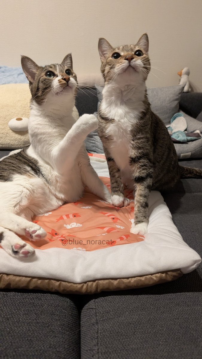 猫ってのは安全なおうちで飢えも寒さも暑さも知らずのんびりして、飼い主が忙しくて構ってもらえないのが最大の不幸っていうくらいの生き物でいいんすよ