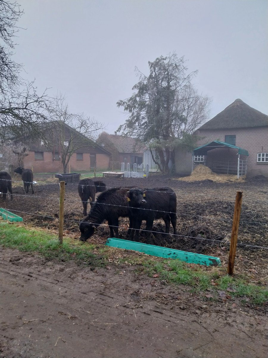 Sinds afgelopen woensdag hebben we weer kalfjes in de 'voortuin', zes stuks. Ze blêren af en toe gezellig, omdat ze hun moeder missen, maar de boekhouder vindt dat ze niet zo moeten mopperen. Koepeltentje erbij met een matras van hier tot Tokio. 

#bedenbuffel #spenen #zielig