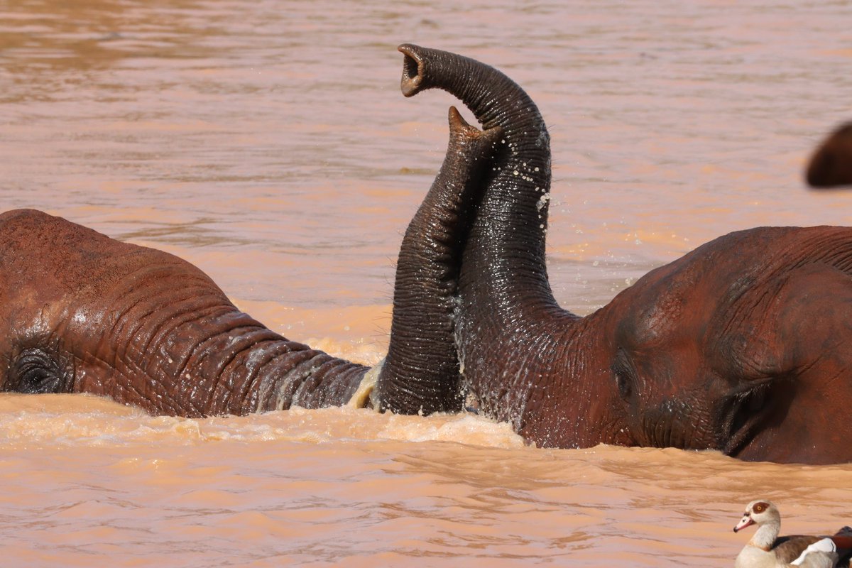 Republic of Congo -  an ivory trafficker arrested with 2 tusks. Good work of  Crepin and Jules and the rest of the PALF team with the authorities.