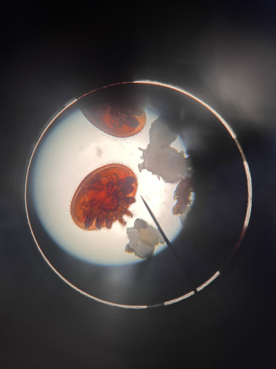 MrConnell2's tweet photo. Real Science, well done to the TY Science class helping Mr McEntegart identify which hives have the parasite Varroa mites!
#AnotherDayOfSavingTheBees
@Colaistebride @TYColaisteBride @ise_CB https://t.co/bi2nlY3CFn