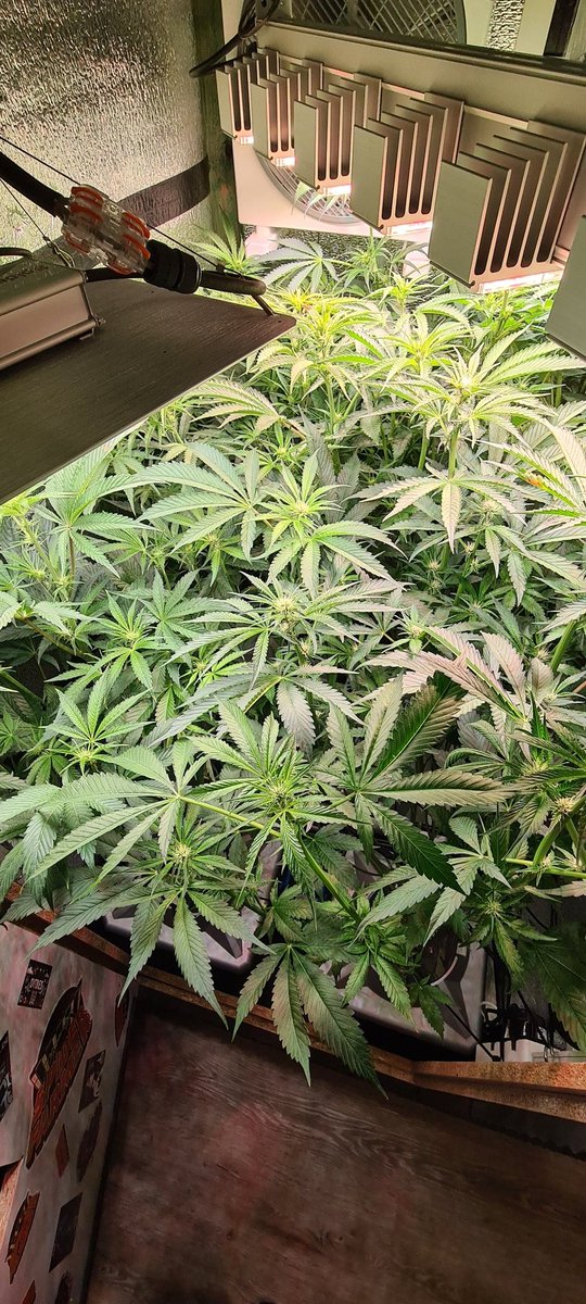 🚨 Rescue-Mission Update 🚨

🌸 Blüte Woche 3 🌸 – Ordnung im Dschungel! ✂️

#WhiteTruffle #BlueZushi #MimosaGusher #GrowersChoiceSeeds #ExoticGenetics #PremiumWeed #StrainHunters
#Hydroponics #RDWC #AlienHydroponics #SpiderFarmer #Sanlight #ACInfinity #GrowRoomSetup