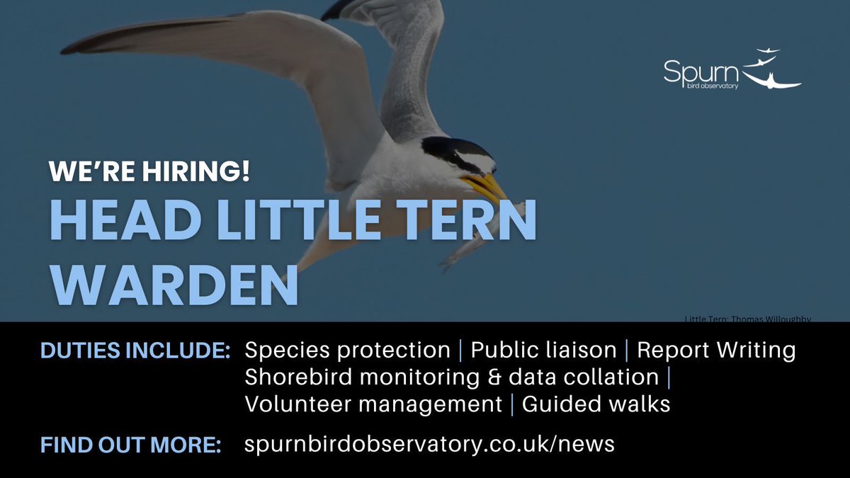 spurnbirdobs's tweet photo. We're recruiting for a Little Tern Head Warden

📍 Kilnsea, East Yorkshire
🗓 1st May - 31st August 2025
💷 National Living Wage
🛌 Cheap accommodation
📅 Apply by: 24th Feb 2025 

Read on for more info: https://t.co/EgTyuINxCs https://t.co/TeDwmogoIR
