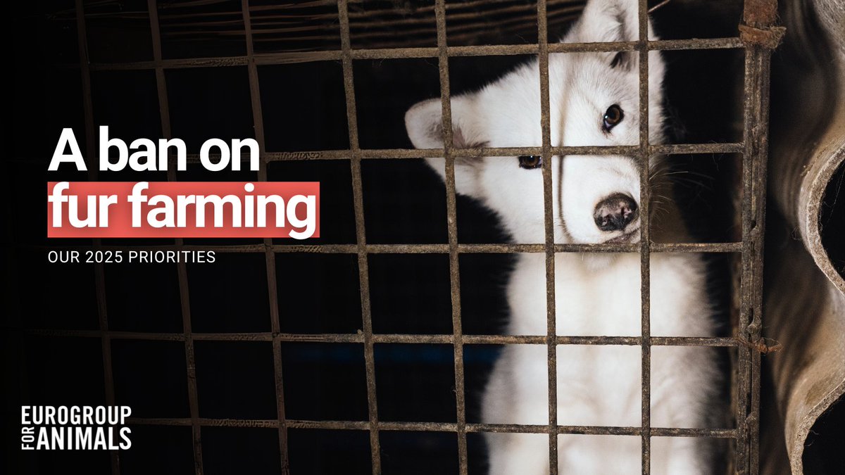 Act4AnimalsEU's tweet photo. Will 2025 be the year when the EU says goodbye to fur? 🦊

We certainly hope so! But where are we at with this long-awaited ban? 

✍️ Over 1.5 million citizens called for a #FurFreeEurope 
⏳ The @EU_Commission asked @EFSA_EU for formal recommendations 
🇪🇺 Meanwhile, 21 Member States have already implemented full or partial bans on #furfarming 

Fur farming is cruel to animals, obsolete for people, and poses a great risk to public health. It is time to #MakeFurHistory!

@OliverVarhelyi