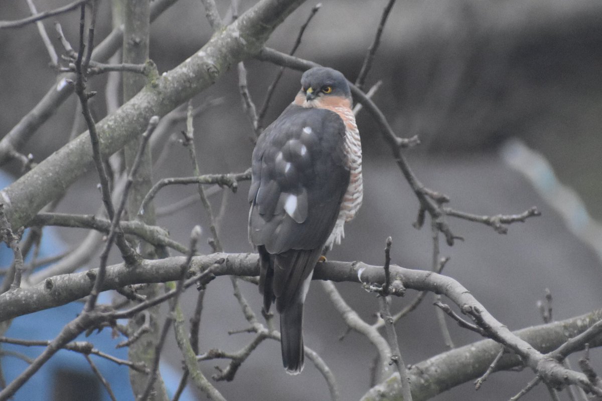 Steve Walker tweet media