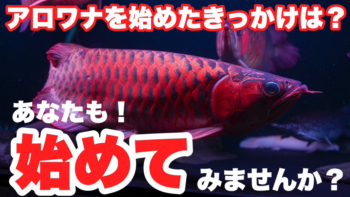 こんばんは😊

今夜は！

福井さん、ヒョウちゃんとアロワナを始めたきっかけについて話してきました😁

これから始める方には是非見て貰いたいです😊

ご視聴宜しくお願い致します🙇‍♂️

youtu.be/A4qLplwO8DI?si…