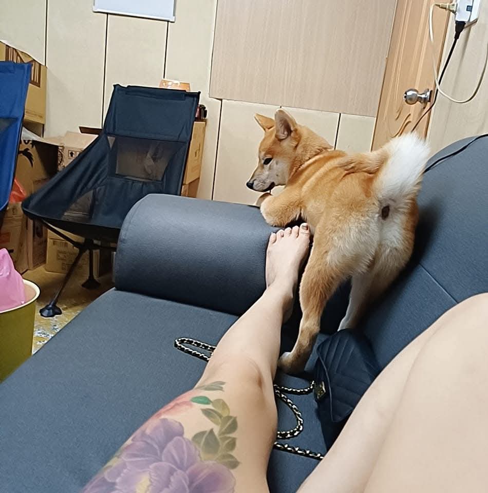 ChenB82048's tweet photo. 我的❤️狗唯一最愛
讓我寵的要死的柴柴
小時候咬到我整隻手
受傷我都無所謂 https://t.co/H9PXEtFqjD