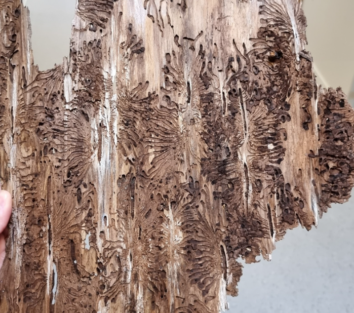 UEF Forest Entomology Network tweet media