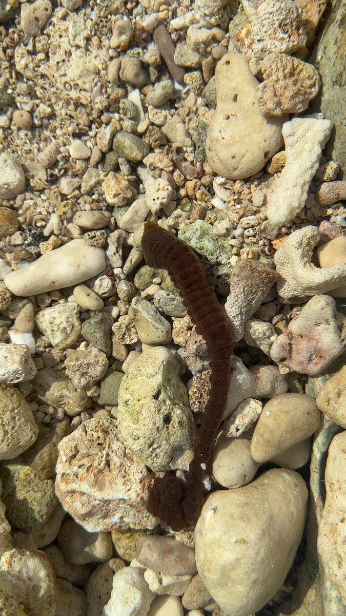 FlakeFood's tweet image. #Aquariums: Was looking at ride pools in Hawaii and saw this. Is it a bristle worm?
 
flakefood.com/635147/aquariu…