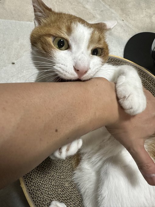 晩御飯食べてる 