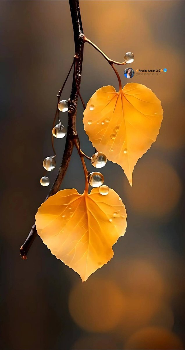🍁 TOXIC FELLA 🍁 tweet media