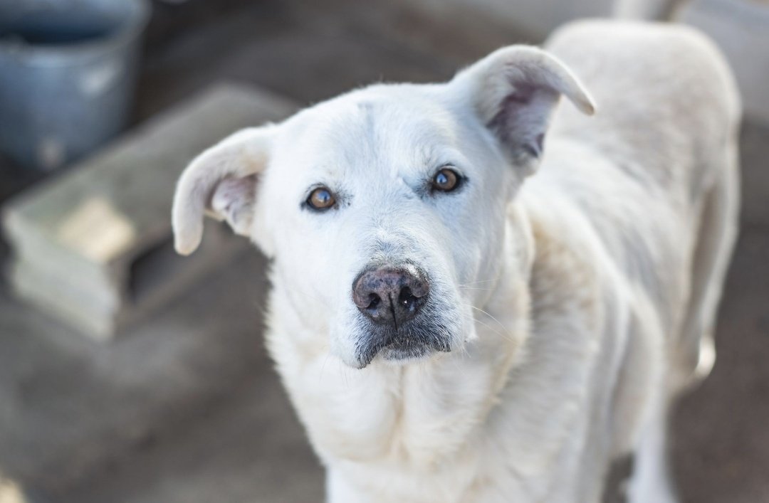 ⚠️Leed esto, por favor⚠️

Me gustaría acabar con un mito pero necesito el apoyo de todos los etólogos y veterinarios que conozcáis para que confirmen esto.

Lo de no poder tener perros grandes porque no tienes una casa grande o un jardín. Y el plus ya son los que se mudan de una