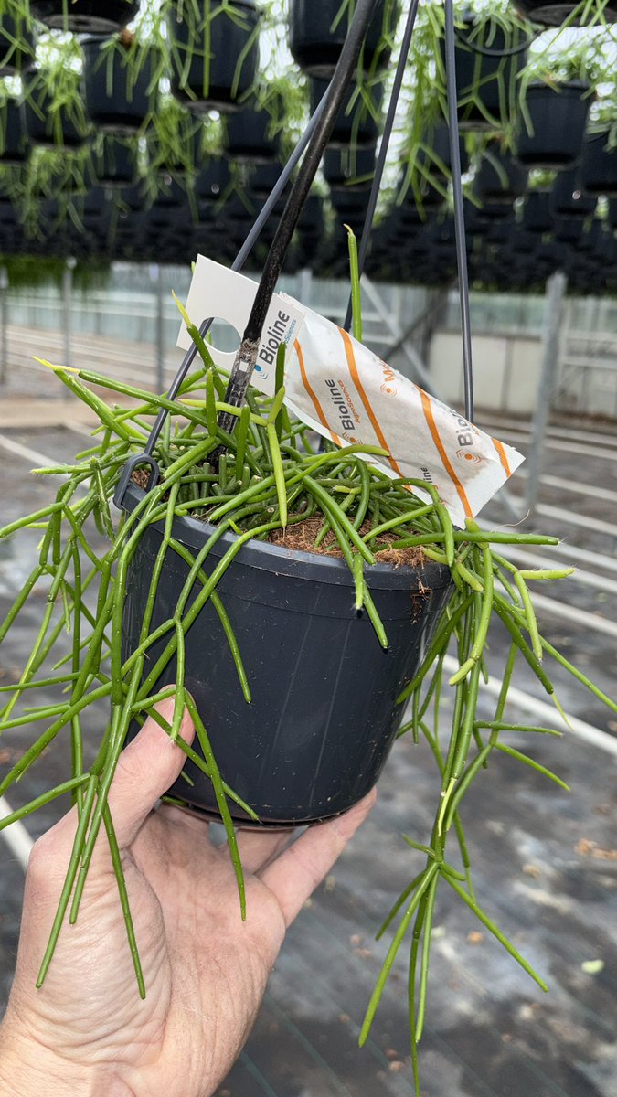 Alliance Sierteelt tweet media