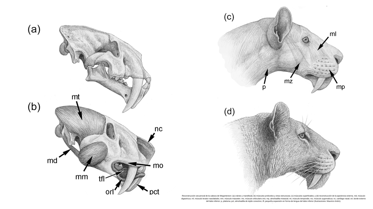 DinopolisTeruel's tweet photo. #FossilFriday 💥ESTRENAMOS ¡NOTICIA científica!

🐯🦷Describen los mecanismos que permitían a los félidos “dientes de sable” mantener sus caninos fuera al cerrar la boca

@mncn_csic @Funda_Dinopolis @ARAID_ES 

🔗https://t.co/qBKM71hrbb 

#dientesdesable #paleontología #ciencia https://t.co/vJJqAzWrbM