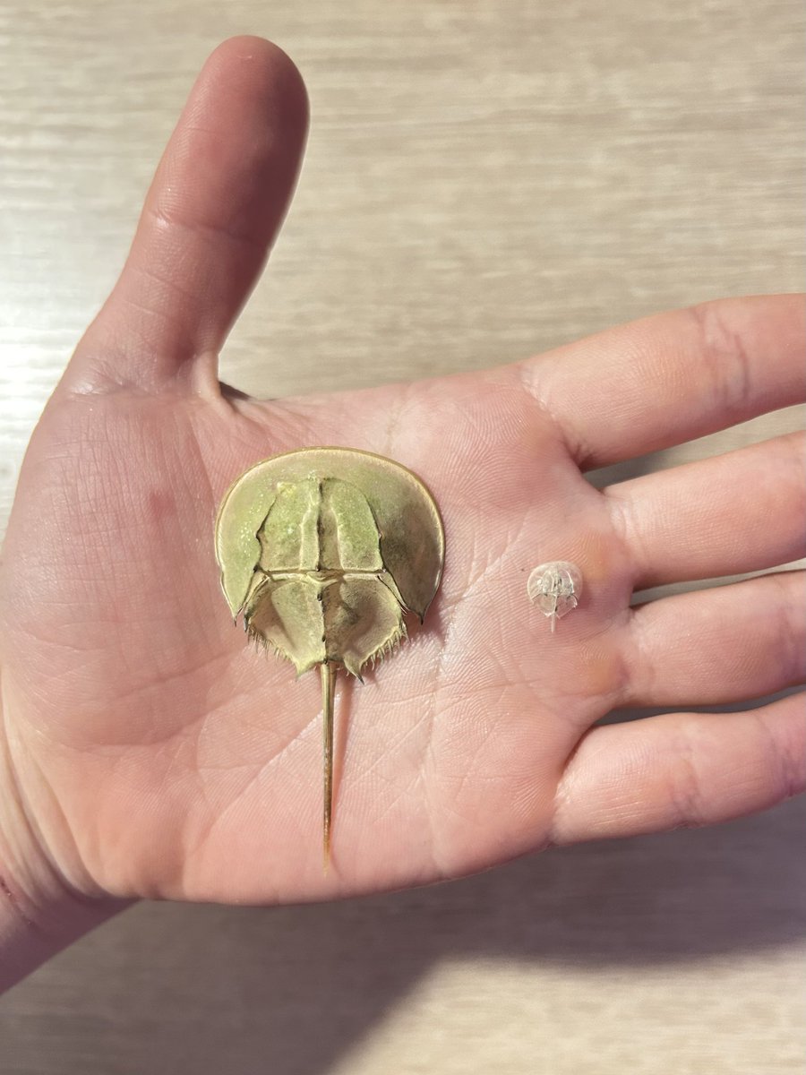 yogyo_aquarium's tweet photo. すくすく成長中のカブトガニ！
最初の脱皮殻と比べてみると... https://t.co/6e2xdC2xVc