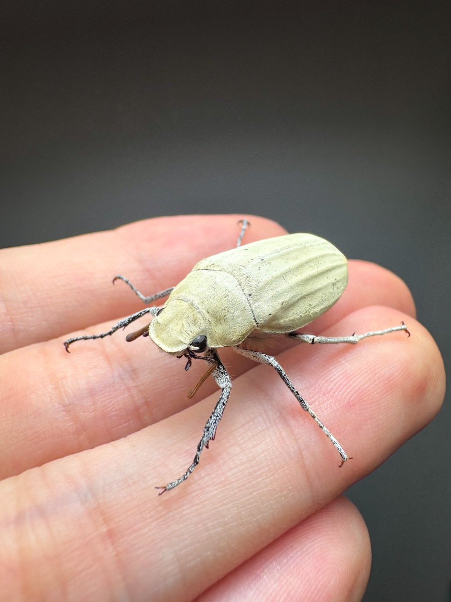 fukuinsect's tweet photo. 2025 1/18(土) 〜 3/10(月)
代官山 蔦屋書店さまにて
『 TENSOKU -Insect preparation- 』の発売記念イベントとして作品や立体展足標本の展示販売を行います。
お近くにいらした際はぜひお立ち寄りください。会期長めなので途中で作品の追加等も行う予定です。 https://t.co/5G5XsZjwMd