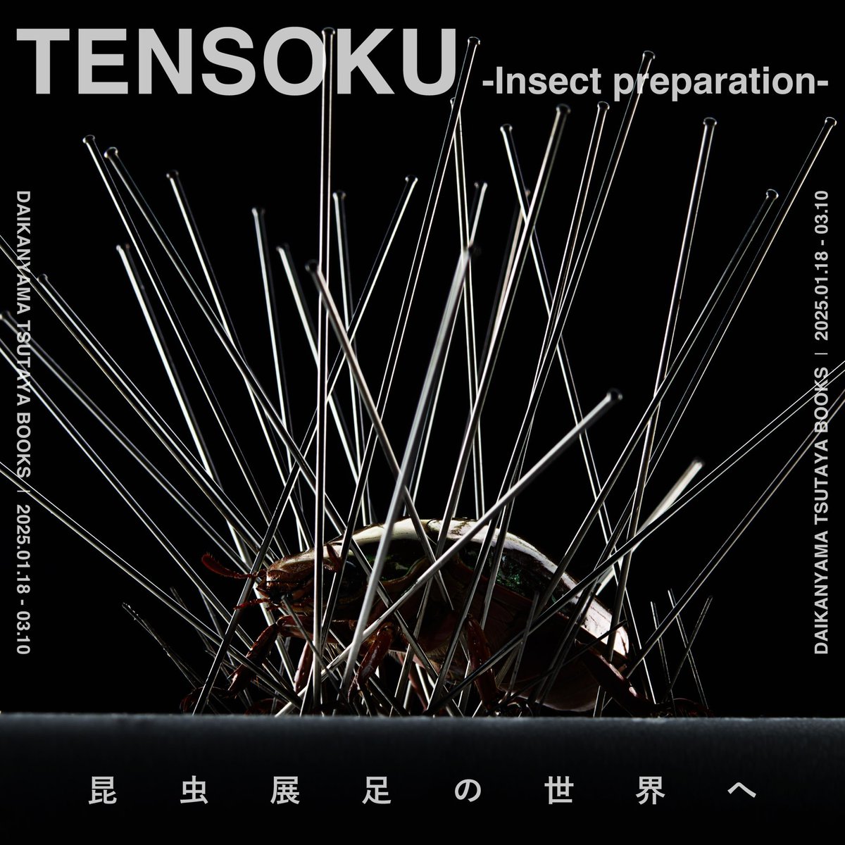 fukuinsect's tweet photo. 2025 1/18(土) 〜 3/10(月)
代官山 蔦屋書店さまにて
『 TENSOKU -Insect preparation- 』の発売記念イベントとして作品や立体展足標本の展示販売を行います。
お近くにいらした際はぜひお立ち寄りください。会期長めなので途中で作品の追加等も行う予定です。 https://t.co/5G5XsZjwMd