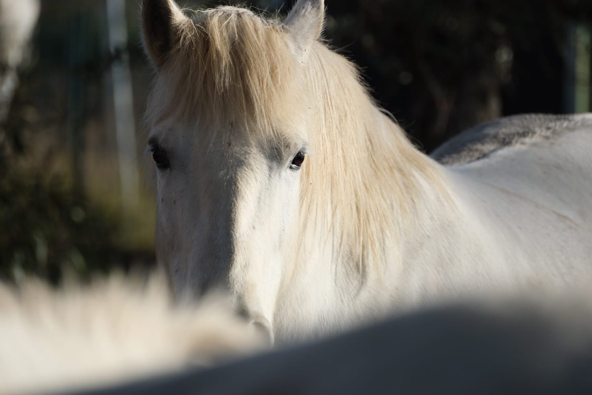 📅 Vivez la magie des arts équestres ce week-end avec Cheval Passion. Un millier de chevaux, 150 exposants, des shows et concours, cinq représentations du gala des Crinières d’Or... de quoi ravir les amoureux des équidés. En savoir plus : urls.fr/dE64vt