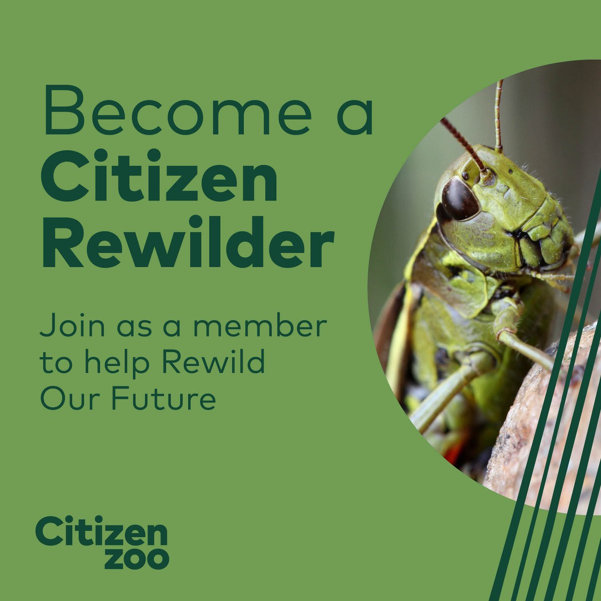 CitizenZoo's tweet photo. Happy Friday everyone! We're on a mission to Rewild Our Future, so for anyone keen to support this cause, then consider joining us today as a Citizen Rewilder! More info linked -> https://t.co/wJwtPOy0a2 #rewilding https://t.co/DaAv9kQucV