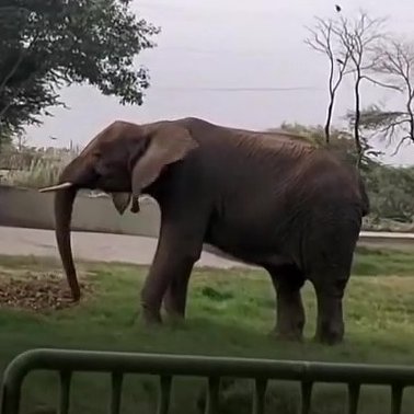Those advocates that believe 15+ years of neglect/abuse can be corrected with just a few short visits should give their head a wobble! It will take time effort &amp; resources which sadly came too late for Sonia 😢 #Karachi2 🐘🐘