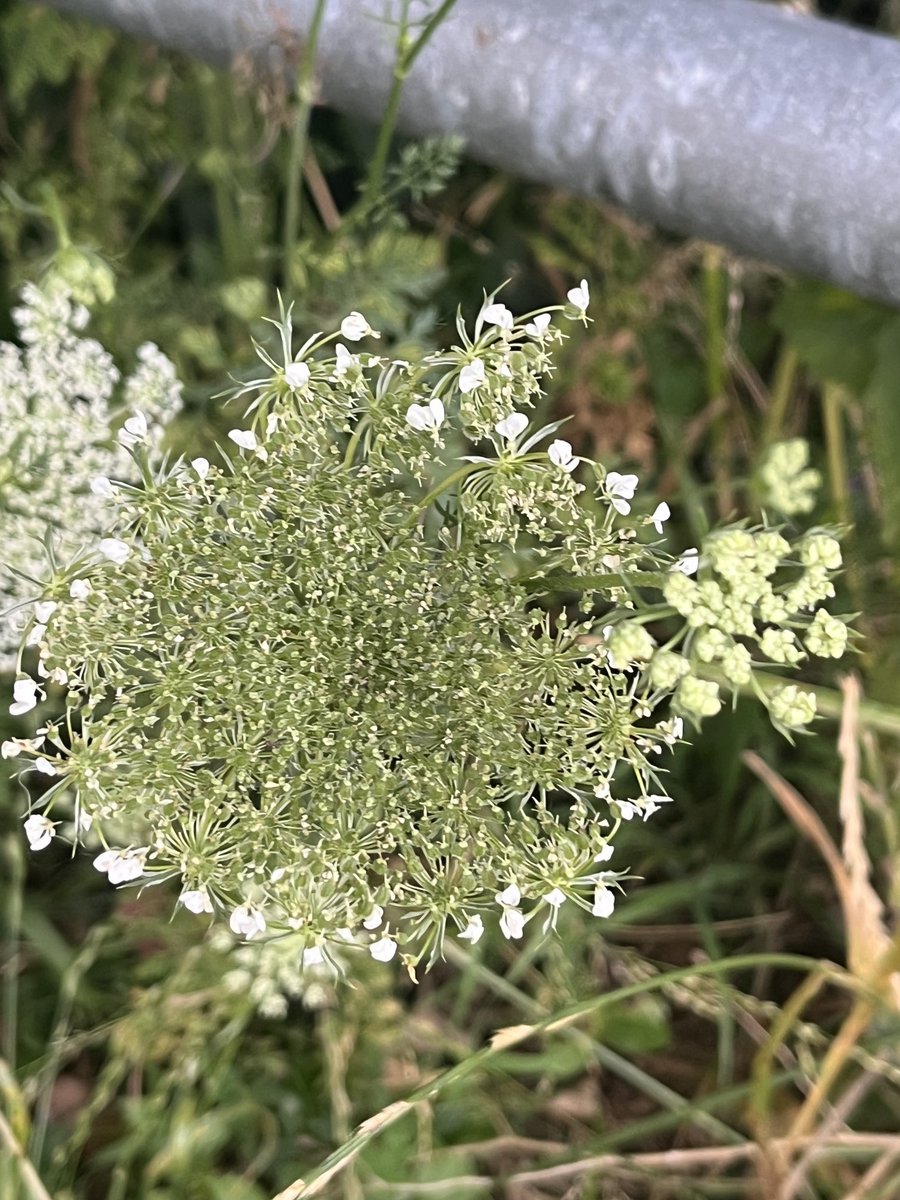 ClaireM_Banking's tweet photo. #DailyWalkPic 17/01/25
Bow ๐ stopped for a sniff and this flower caught my eye. I was intrigued by the way the petals were only left at the outside edge. (For anyone interested, itโs wild carrot). https://t.co/7igHUKuW50