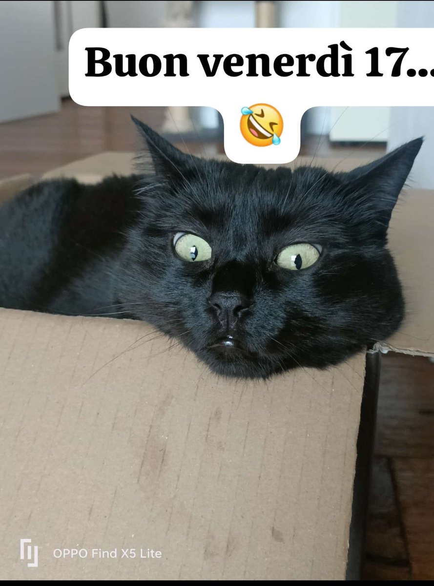 ada_u2's tweet photo. #gatti https://t.co/Up32mQLy50