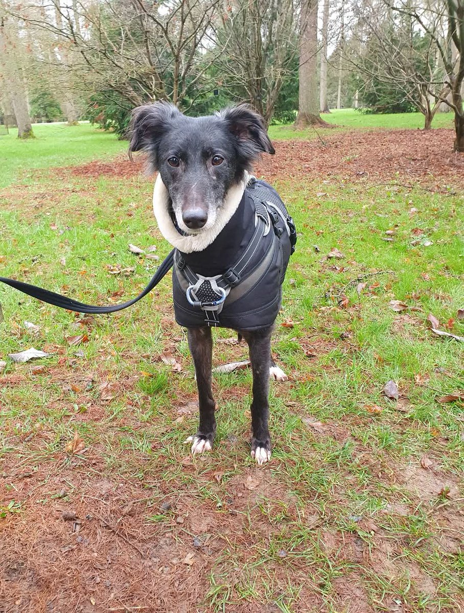EGLR1's tweet photo. Morning all
https://t.co/ugK9unvSjM
Please read Berry profile read be rehomed
#adpotion
#england
#uk
#bristol
#rehomehour
#k9hour
#worcester https://t.co/88epsBWhxg