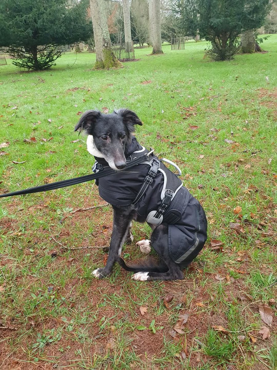 EGLR1's tweet photo. Morning all
https://t.co/ugK9unvSjM
Please read Berry profile read be rehomed
#adpotion
#england
#uk
#bristol
#rehomehour
#k9hour
#worcester https://t.co/88epsBWhxg