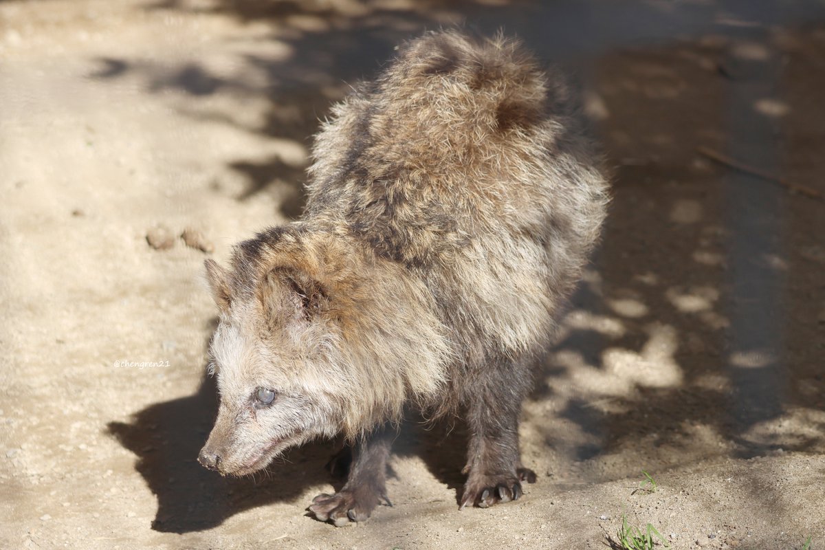 佇むミライさん #京都市動物園 #ホンドタヌキ