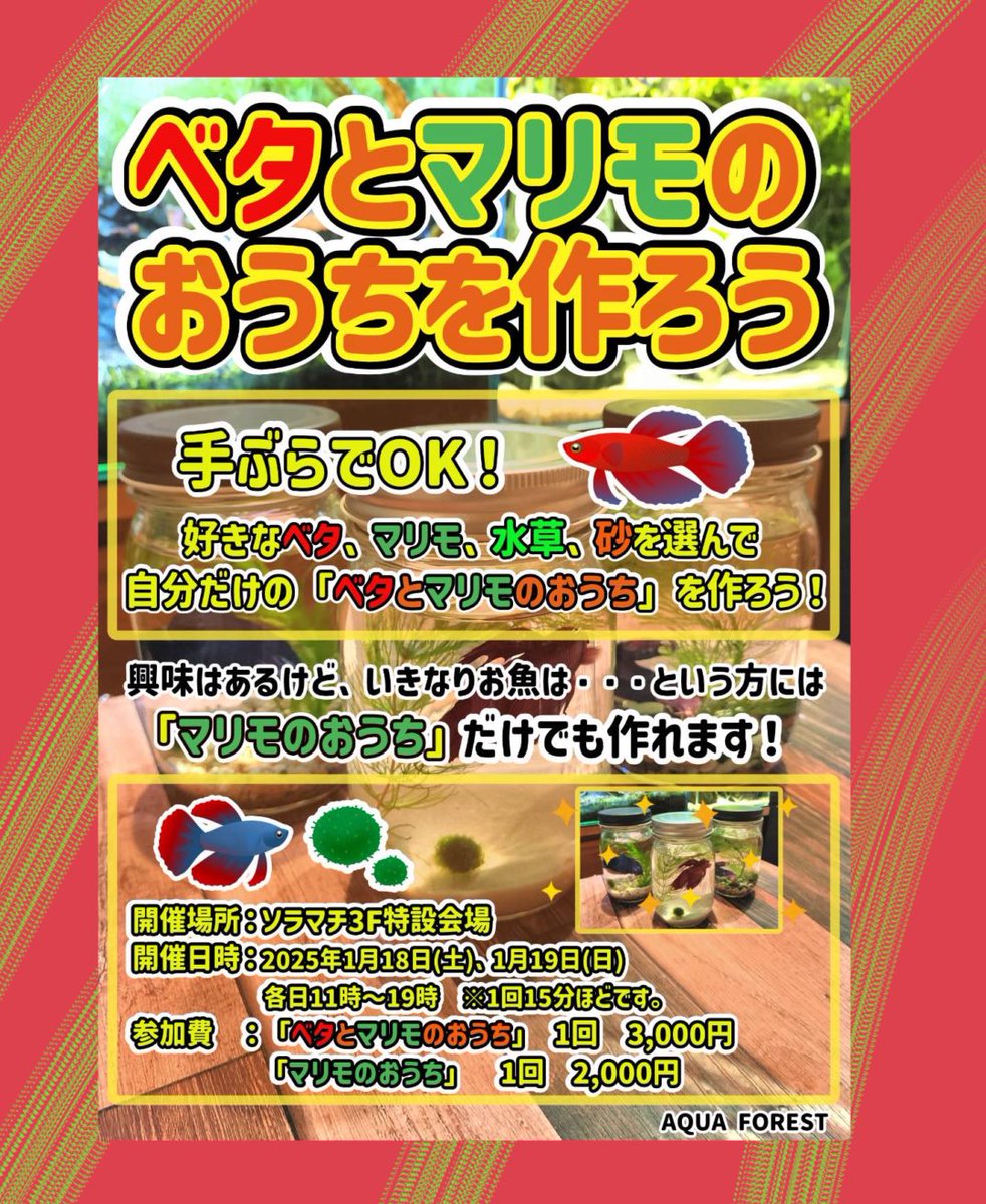 aquaforest_'s tweet photo. ソラマチ
明日18(土)19（日）にベタとマリモとコケリウムのワークショップを開催します！！

ぜひお待ちしております！！ https://t.co/o8okIt9K1t