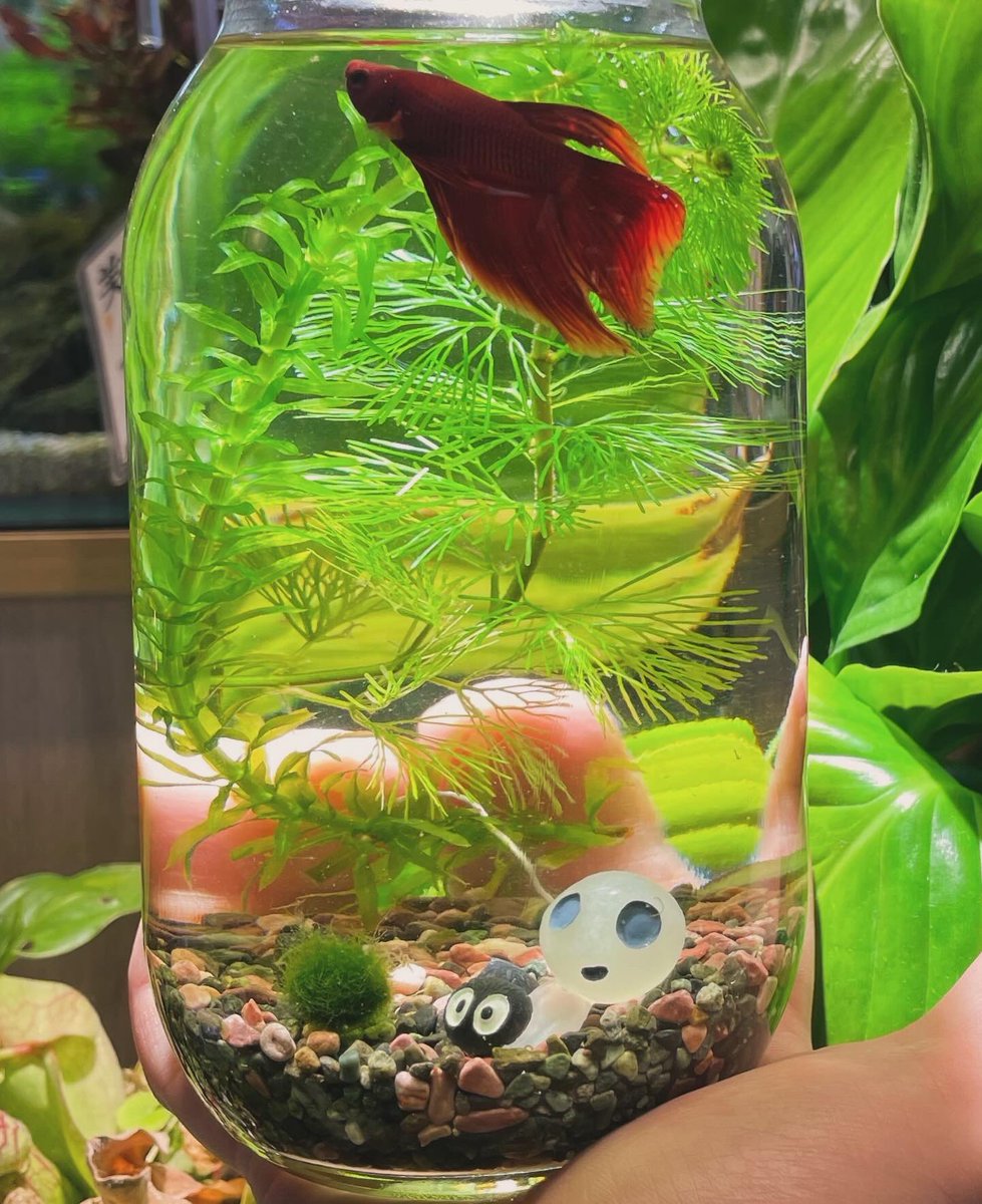 aquaforest_'s tweet photo. ソラマチ
明日18(土)19（日）にベタとマリモとコケリウムのワークショップを開催します！！

ぜひお待ちしております！！ https://t.co/o8okIt9K1t