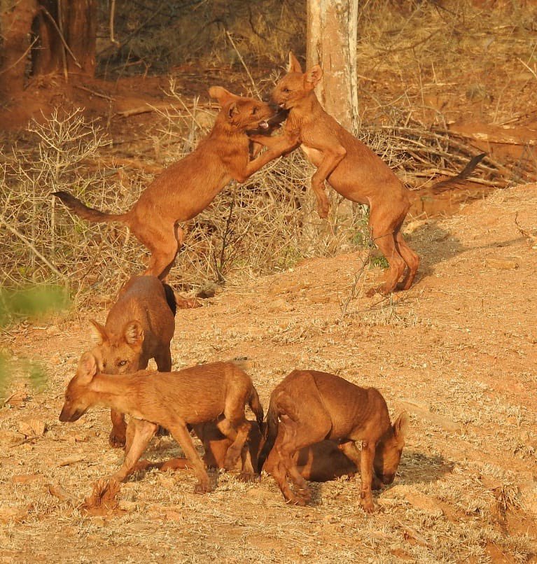 ifs_swapnil's tweet photo. Our mischievous pack of wild dogs … 
Sighted regularly during summers at one of the waterholes in MM Hills Wildlife Sanctuary. 
Wild dogs aka Dholes is an Endangered species under IUCN Red List. They are very sparsely distributed across Indian peninsular region. 
@aranya_kfd https://t.co/LyLkQnqW7z