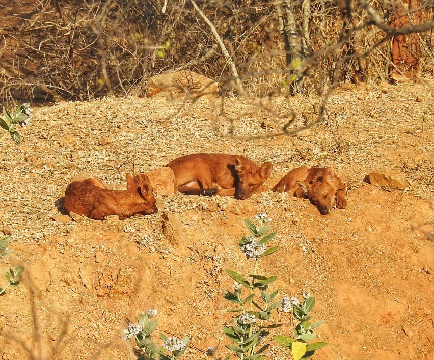 ifs_swapnil's tweet photo. Our mischievous pack of wild dogs … 
Sighted regularly during summers at one of the waterholes in MM Hills Wildlife Sanctuary. 
Wild dogs aka Dholes is an Endangered species under IUCN Red List. They are very sparsely distributed across Indian peninsular region. 
@aranya_kfd https://t.co/LyLkQnqW7z