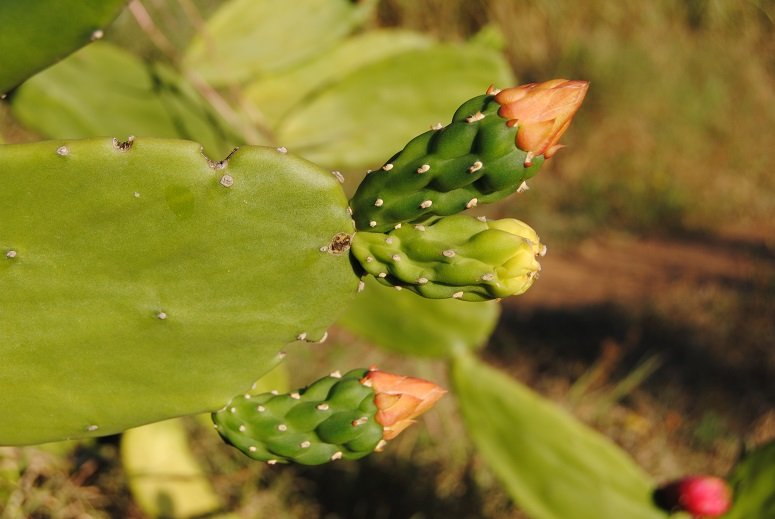 JorgePaolini1's tweet photo. La NATURA en la CIUDAD
En nuestro caminar cotidiano nos encontramos plantas interesantes y hermosas:
CACTACEAE Género Opuntia del Continente americano. Su distribución se extiende desde el sur Canadá hasta el norte de la Patagonia.
Les decimos TUNAS en Venezuela y Nopales en MEX https://t.co/YtPqAWuy29