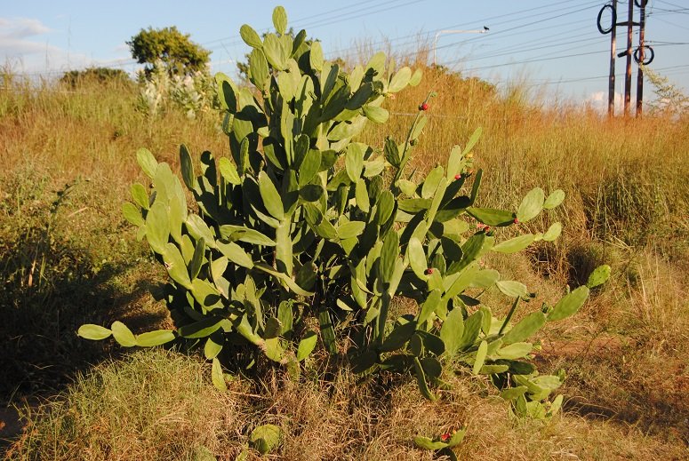 JorgePaolini1's tweet photo. La NATURA en la CIUDAD
En nuestro caminar cotidiano nos encontramos plantas interesantes y hermosas:
CACTACEAE Género Opuntia del Continente americano. Su distribución se extiende desde el sur Canadá hasta el norte de la Patagonia.
Les decimos TUNAS en Venezuela y Nopales en MEX https://t.co/YtPqAWuy29