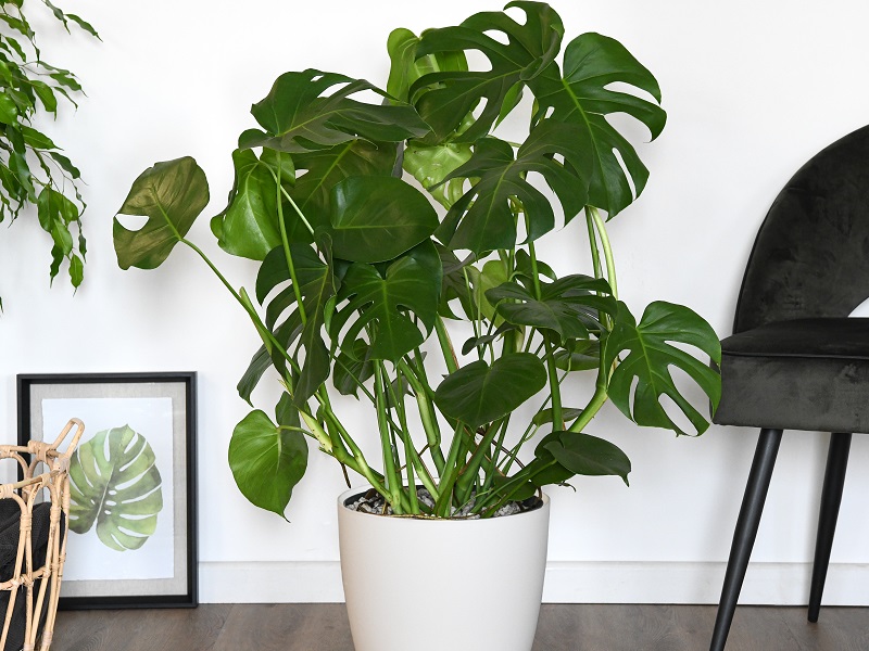 VanMeuwen's tweet photo. Beat the January blues - add glorious greenery to your home! 🍃

#Houseplants offer welcome pops of mood-boosting colour at the time of year you need it most. 

We've got the perfect plant for you 👉https://t.co/TjDAAtWqwk
 
#gardening #garden #homegrown #flowers #houseplant https://t.co/mwVSUc2mIe
