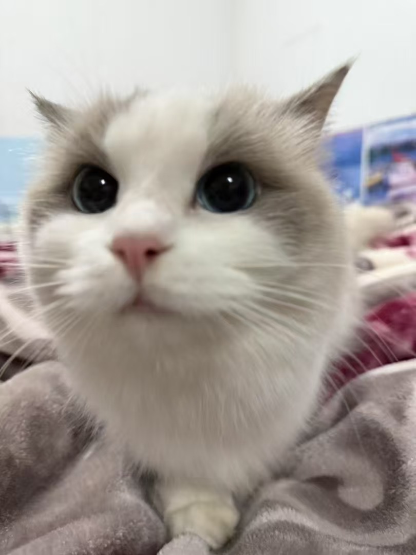 olivia92247's tweet image. Food and life are inseparable
tasting food is like savoring live😎😎😎#titaniumtube #titaniumfactory #titaniumlife #TitaniumGirl