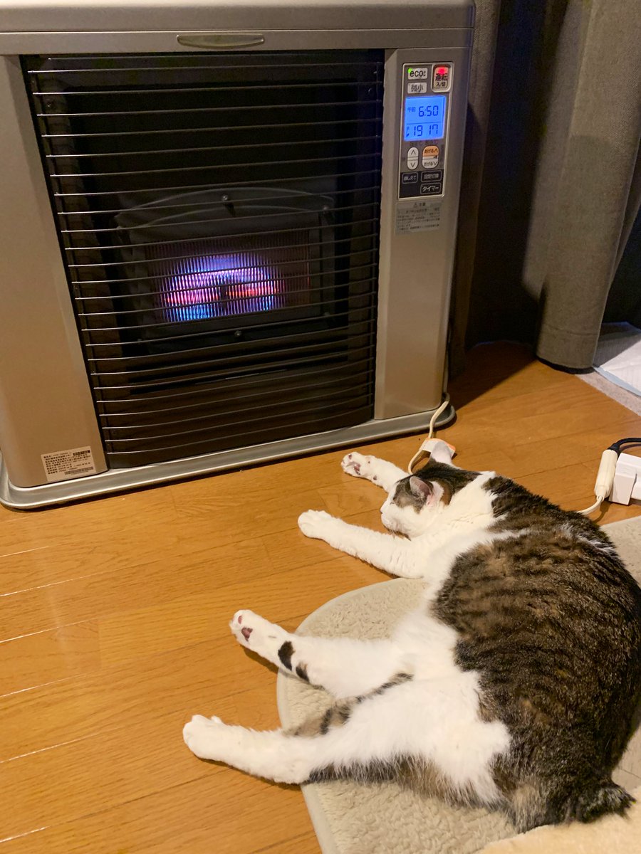 komamenkoi's tweet photo. あー雪かきしたくなぃぃ
（めんどくさいぃー）でもやるぅぅ( ´ ཫ ` )
 #猫写真を盾にしてグチってごめんなさい https://t.co/mT21xzuIyJ