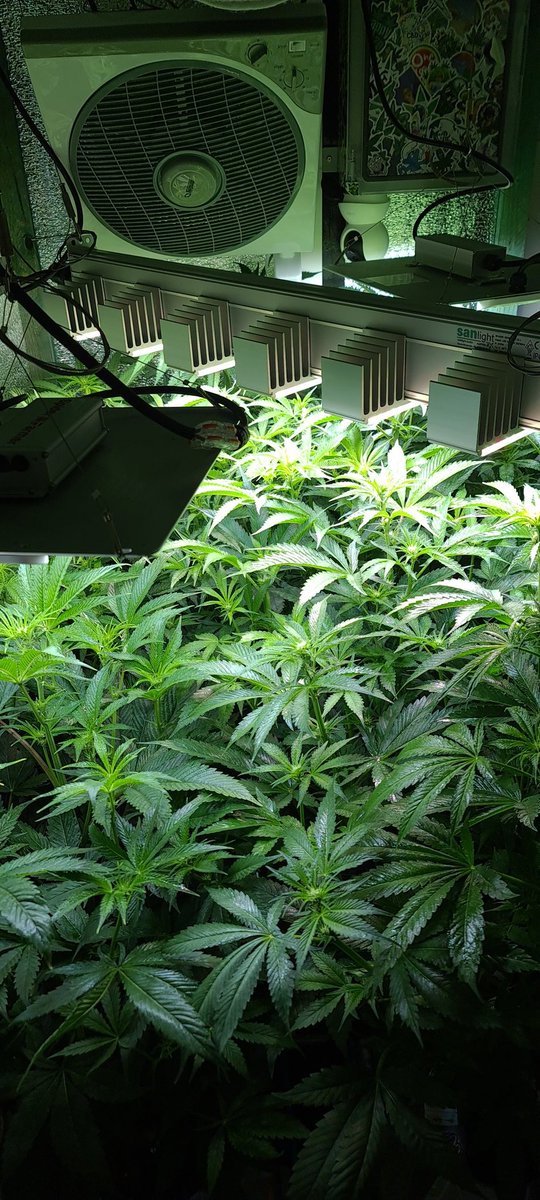 🚨 Rescue-Mission Update 🚨
🌸 Blüte Woche 2 🌸 – Alles im Grünen Bereich!

#SCROG #LST #Defoliation #Trimming #BlütePhase #GrowTent #CannabisTraining #StrechPhase #TrichomeWatch #GrowUpdate #GrowJourney #BlüteWoche3 #CannabisLovers #DankWeed #WeedDaily