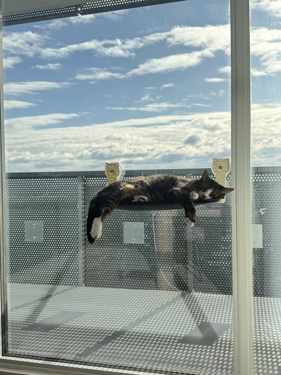 Snoozes on the window, puffed up tight,
Dreaming of snacks and a catnip-filled toys