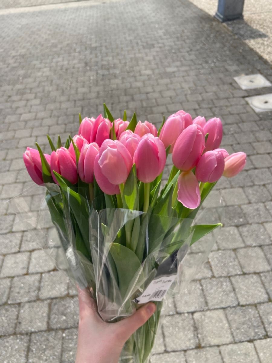 i3Moment's tweet photo. Pink Tulips 🌷 https://t.co/ISRECaQRel