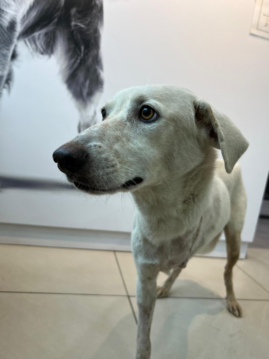 MyDogLibre's tweet photo. Meet Kimi, a sweet and resilient 1-year-old pup who’s been through a tough journey. After an accident led to the amputation of her front leg, she’s now resting and recovering with us.

Despite everything, Kimi’s spirit remains gentle and full of love. She’s safe now, and we’re doing everything we can to help her heal.

Send some love her way as she gets stronger every day. 🐾