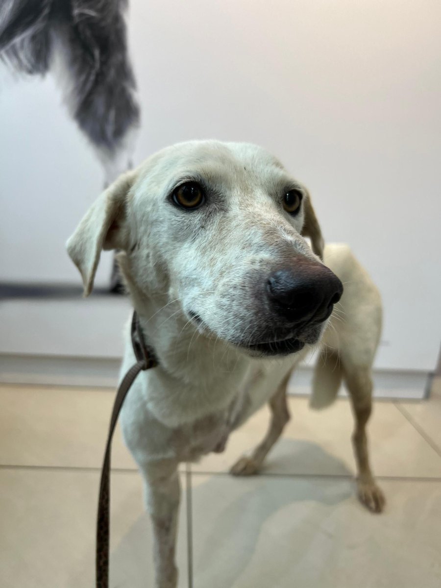 MyDogLibre's tweet photo. Meet Kimi, a sweet and resilient 1-year-old pup who’s been through a tough journey. After an accident led to the amputation of her front leg, she’s now resting and recovering with us.

Despite everything, Kimi’s spirit remains gentle and full of love. She’s safe now, and we’re doing everything we can to help her heal.

Send some love her way as she gets stronger every day. 🐾