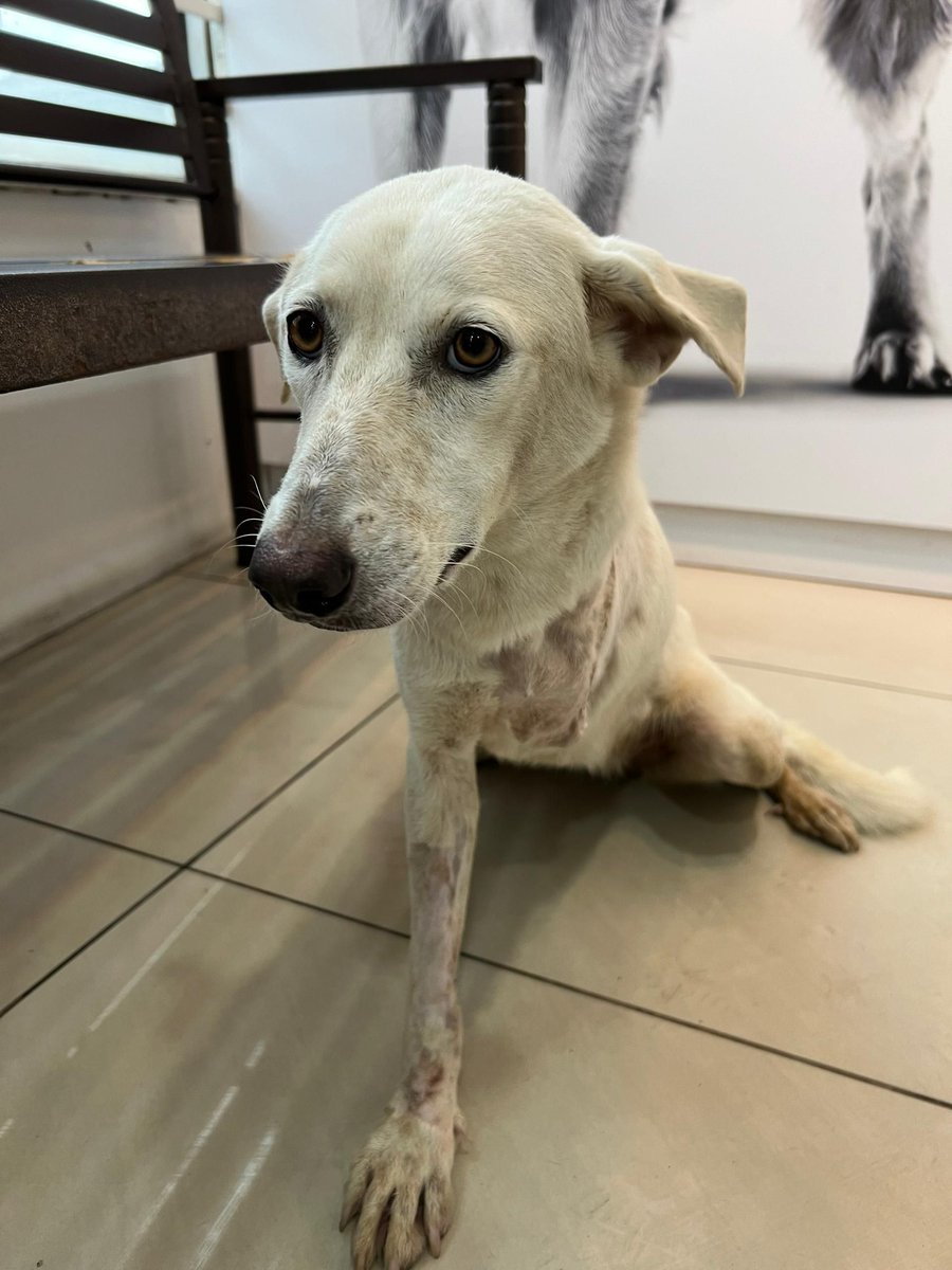 MyDogLibre's tweet photo. Meet Kimi, a sweet and resilient 1-year-old pup who’s been through a tough journey. After an accident led to the amputation of her front leg, she’s now resting and recovering with us.

Despite everything, Kimi’s spirit remains gentle and full of love. She’s safe now, and we’re doing everything we can to help her heal.

Send some love her way as she gets stronger every day. 🐾